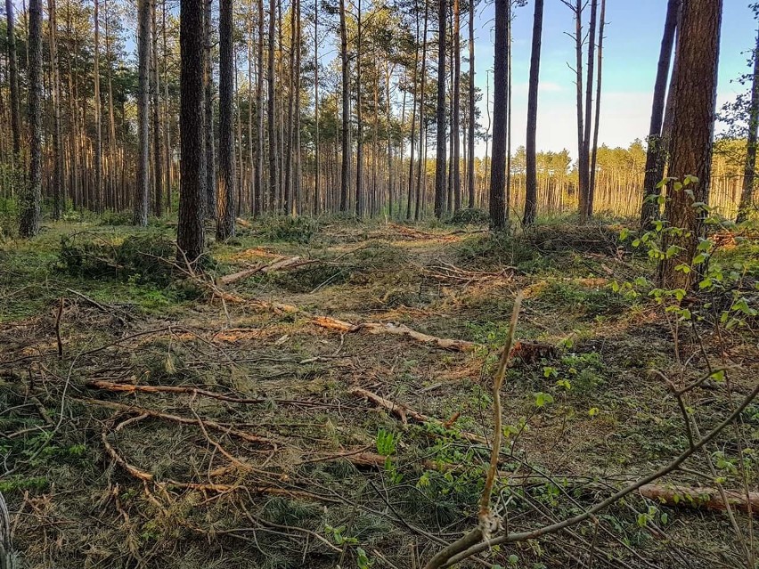 Mieszkańcy Bilczy przerażeni spustoszeniem lasu. Leśnicy mówią, że to konieczne 