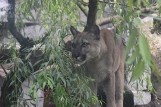 Dlaczego puma Nubia miała trafić do poznańskiego zoo, a nie do zoo w Chorzowie? To sąd w Zawierciu wybrał zoo dla pumy Nubii