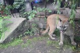 Puma Nubia zostanie w Chorzowie? Ewa Zgrabczyńska: Ogród zoologiczny będzie dla niej miejscem znacznie lepszym niż dom byłego właściciela