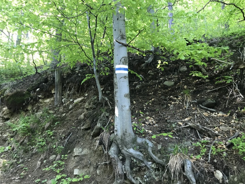 Niebieski szlak z Wapienicy na Błatnią (Beskid Śląski). Tu...