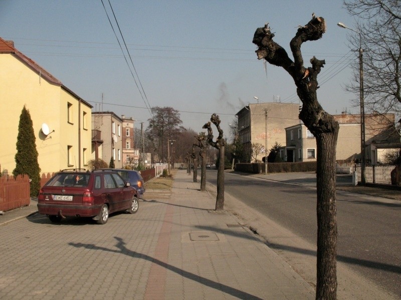 - W Kluczborku pastwią się nad drzewami! - alarmuje Ewa...