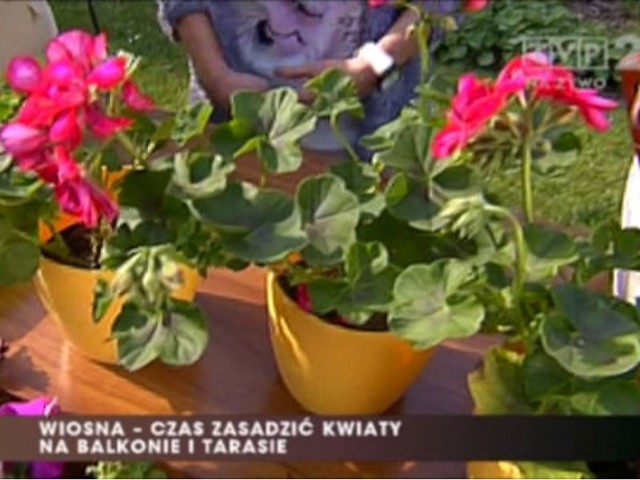 Architekt krajobrazu Agata Borowska - Jóźwiak w programie "Pytanie na śniadanie" doradziła jakie kwiaty są łatwe w utrzymaniu na balkonie.