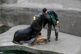 Święta w zoo, czyli potrawy wigilijne tygrysów i fok [ZDJĘCIA]