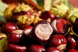 Dzisiaj przypada Dzień Kasztana – jednego z głównych symboli jesieni. Owoce kasztanowca mają wiele cennych właściwości. Zobacz!
