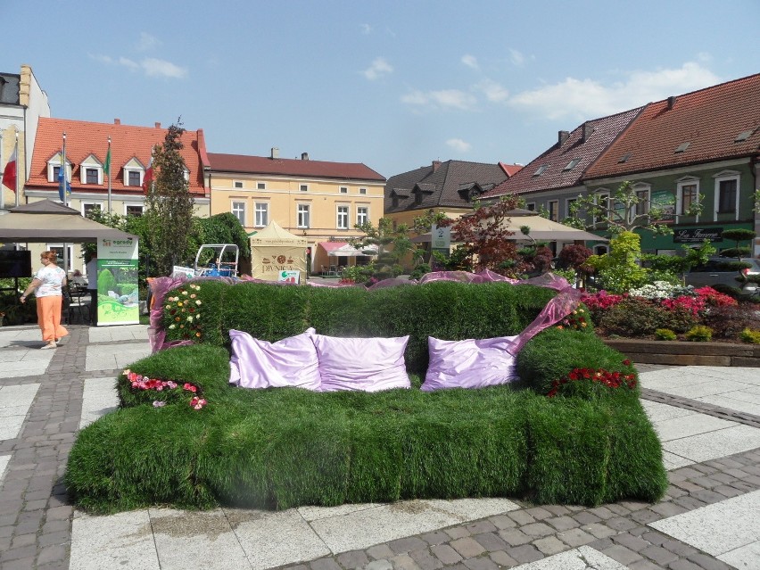 Daisy Days 2014. Ogrody Daisy już na rynku w Pszczynie [ZOBACZ ZDJĘCIA]