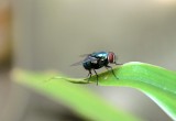 Domowe sposoby na muchy. Jak pozbyć się tych owadów z mieszkania?