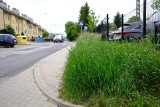 Trawniki w Rzeszowie nie przypominają już pól golfowych. Dlaczego?
