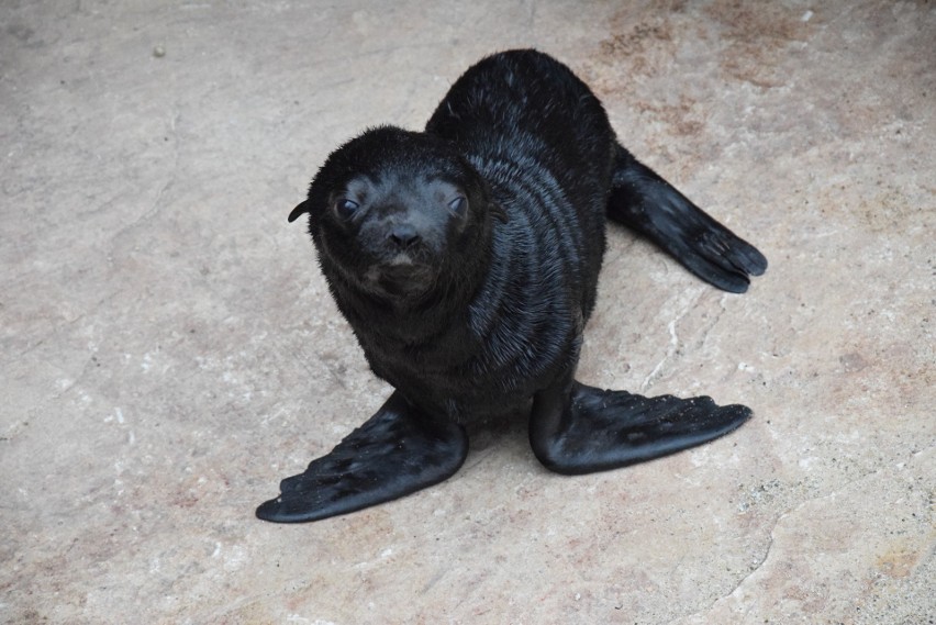 Mały kotik we wrocławskim zoo. Ta samiczka urodziła się 3...