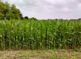 Uprawy kukurydzy w dużym stopniu mogą być zniszczone