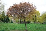Drzewa do małego ogrodu. Przegląd sprawdzonych gatunków i odmian