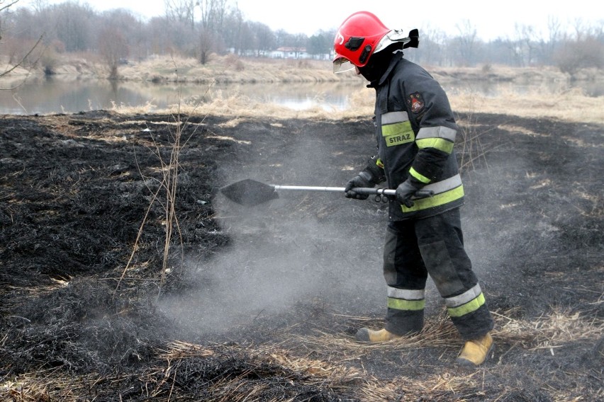 Wrocław: Plaga płonących traw. Strażacy gasili dziś już 30 pożarów (ZDJĘCIA)