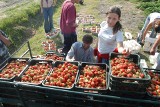 Praca sezonowa przy zbiorach truskawek. Ile płacą za zbieranie truskawek czy rabarbaru? Rolnicy pilnie poszukują pracowników 29.05.2022