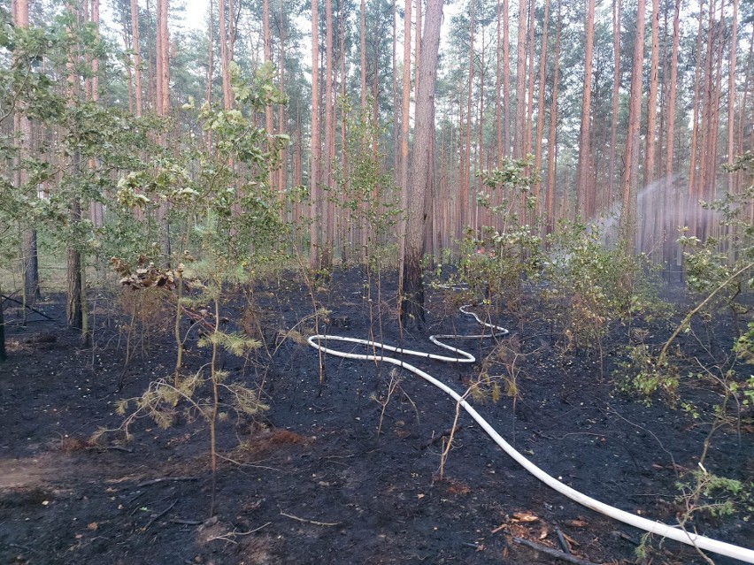 Pożar lasu w gminie Czarnia. W akcji także samoloty gaśnicze. 22.07.2022. Zdjęcia