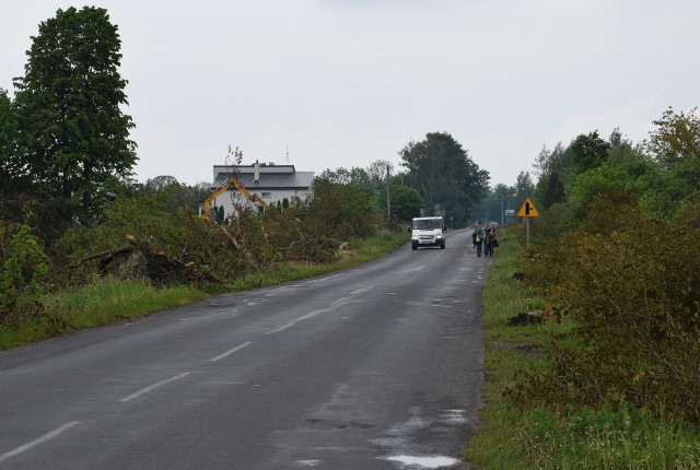 Wycinka drzew to pierwszy etap prac remontowych, które mają prowadzone są wzdłuż drogi wojewódzkiej nr 548. Na odcinku Wąbrzeźno - Płużnica wycinka się już skończyła, trwa ona teraz na terenie powiatu chełmińskiego. Roboty drogowe mają się rozpocząć w wakacje.