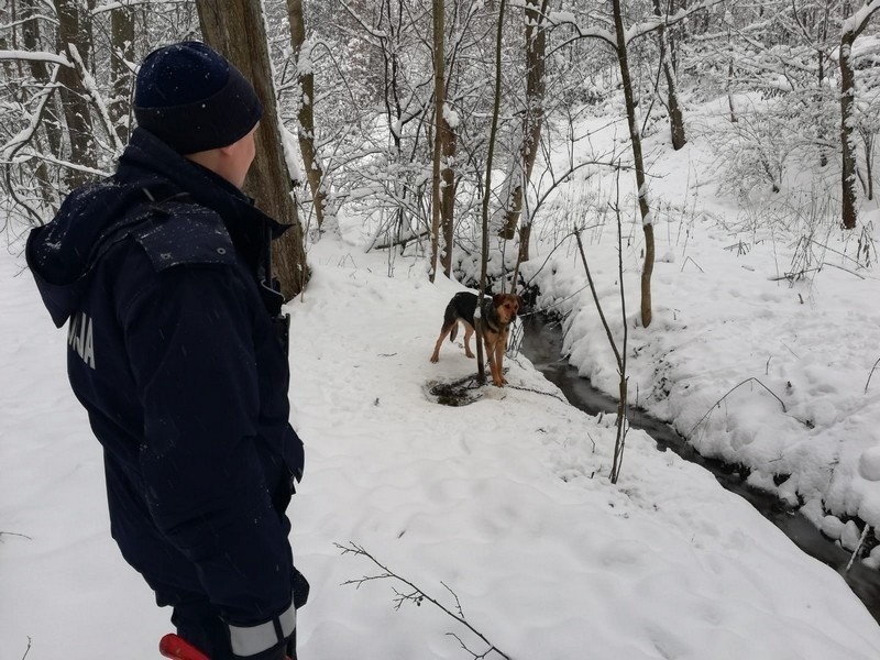 W sobotę po godz. 12, oficer dyżurny krośnieńskiej policji...