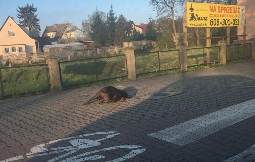 Bóbr na spacerze w Gumieńcach.