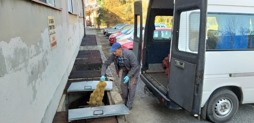 Sandomierski "rolnik" przekazał dla szpitala warzywa i owoce...