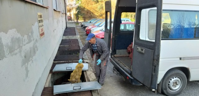 Sandomierski "rolnik" przekazał dla szpitala warzywa i owoce ze swojego gospodarstwa rolnego.