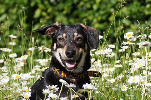 Dasti poleca się do adopcji.