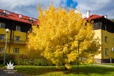 "Spacer po czerwonym dywanie" w arboretum SGGW w Rogowie. Ogród zaprasza na jesienne oprowadzanie