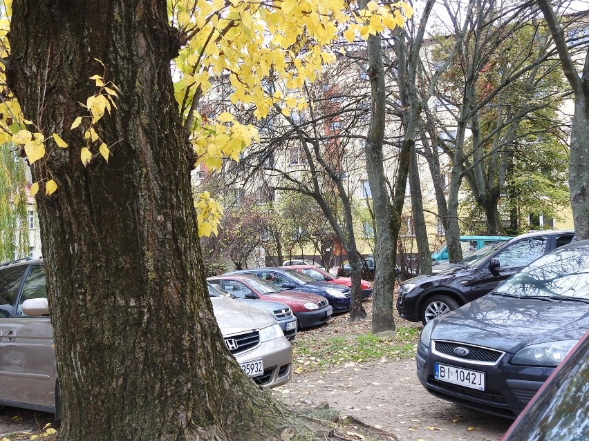 Tak wyglądają drzewa na zapleczu bloku przy ul. Skłodowskiej...