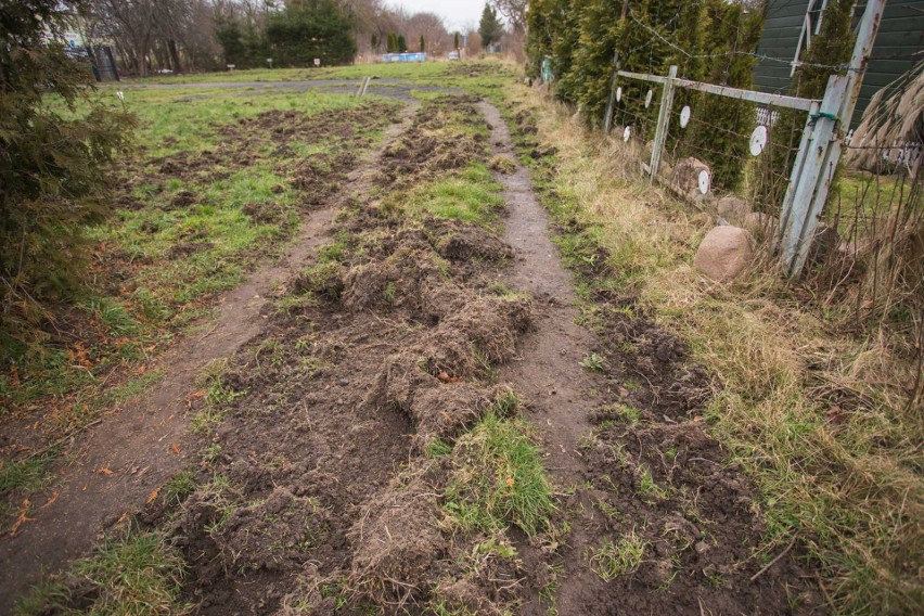 Dziki rozryły ziemię, zjadły posadzone jesienią bulwy...