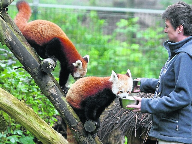 W niedzielę (7 paździenika) łódzkie zoo zaprasza na wspólne świętowanie  Światowego Dnia Zwierząt. Przez cały dzień w ramach biletu wstępu na zwiedzających czekać będzie wiele atrakcji.O godz. 11 w motylarni dr Radomir Jaskuła z Uniwersytetu Łódzkiego opowie o roli owadów w rozwoju techniki. Zdradzi, co łączy motyle ze smartfonami, a o godz. 12 opowie o związkach owadów z lekami. Przeprowadzi też pokaz egzotycznych bezkręgowców.Będą też karmienia pokazowe. O godz. 11.30  posiłek dostaną pandy małe. Będzie też pogadanka pt. „Jak zwierzęta widzą świat”. O  12.30 karmione będą lemury katta, a o godz. 13.30 wydry olbrzymie.Dodatkowo od godz. 13 do 13.30 w pawilonie małych ssaków udzielane będą porady weterynaryjne. Zaś o godz. 14 w małpiarni urodzinowy tort otrzyma kapucynka Ptysia. Będzie też tort dla zwiedzających i prelekcja dr Joanny Nieczui-Dwojackiej na temat kapucynek z Ameryki Południowej.Zoo czynne jest teraz od godz. 9.30 do 15.30. Bilety kosztują 15 i 8 zł.