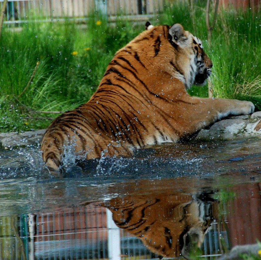 Jardan-Altaj, jeden z dwóch tygrysów mieszkających w...