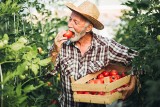 Jak walczyć z nadciśnieniem? Badania potwierdzają, że pomidory mogą pomóc w obniżeniu wysokiego ciśnienia. Jedz je każdego dnia!