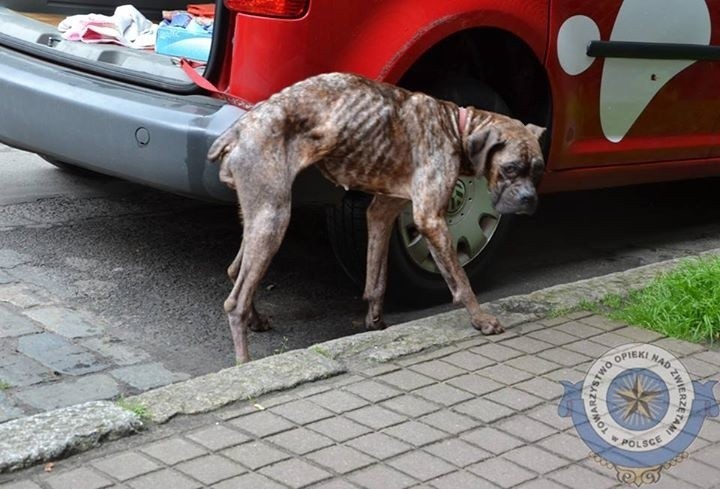 Zaniedbaną i wycieńczoną bokserkę wolontariusze zabrali do...