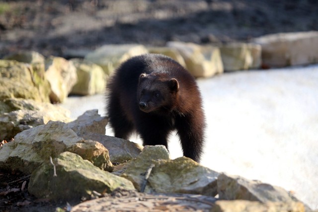 Rosomaki lubią zimowy klimat. Warto je odwiedzić. Tatyanę i Thora zobaczymy w Śląskim Ogrodzie Zoologicznym w Chorzowie.Zobacz kolejne zdjęcia. Przesuwaj zdjęcia w prawo - naciśnij strzałkę lub przycisk NASTĘPNE