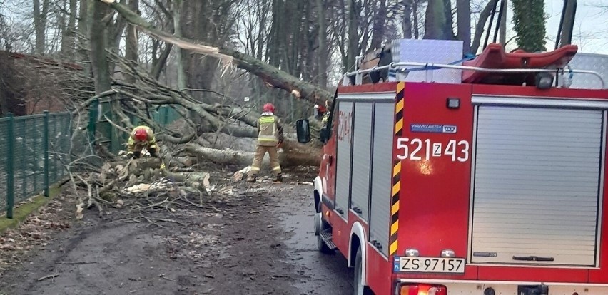 Wichura na Pomorzu. Ponad 2 tys. interwencji strażaków. W powiecie wejherowskim drzewo spadło na samochód, zginęła jedna osoba!