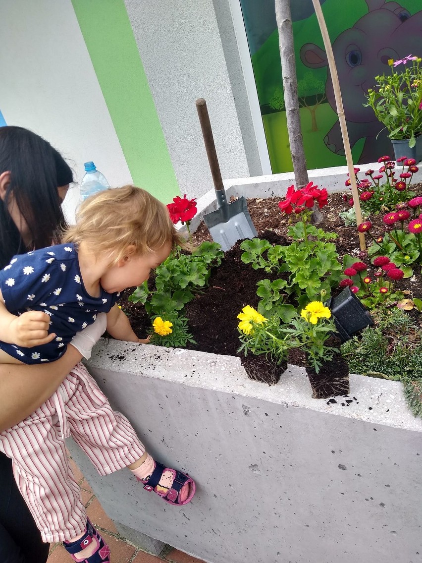 Dzieciaki z "Krainy Maluszka" w Sędziszowie sadziły kwiatki...