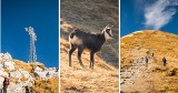 Tatry. Czerwone Wierchy i Giewont jesienią. Idziesz samotnie, a tu stado kozic 