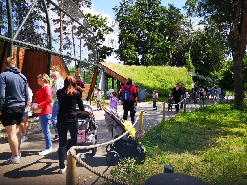 Tłumy odwiedzających gdańskie zoo! Zobaczcie nasz specjalny przewodnik po Gdańskim Ogrodzie Zoologicznym