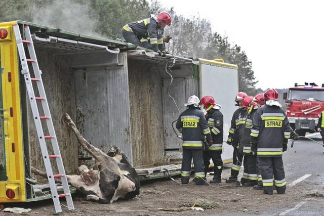 W poniedziałek (21 marca) na trasie S3 na wysokości Raculi wywróciła się ciężarówka przewożąca zwierzęta. Część zwierząt wypadła z naczepy ciężarówki i rozbiegła się po okolicy. Krowy, które zostały w naczepie padały w cierpieniach.