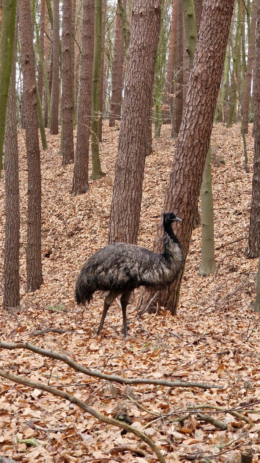 Australijski Emu na dobre zadomowił się w Puszczy Wkrzańskiej. Spotkał go jeden z naszych Czytelników [WIDEO]