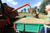 Rolnicy załamują ręce. Ceny zbóż są rekordowo niskie