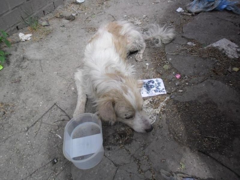 Chorego psa wrzucili do worka i wyrzucili do śmietnika (ZDJĘCIA)
