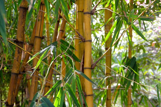 Bambusy mają urok egzotyki, ale można je uprawiać i w domu, i w ogrodzie.