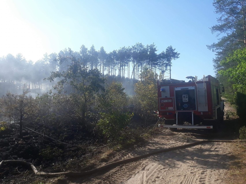 Gmina Odrzywół. Podpalacz grasuje w lasach. Pożary pochłonęły 55 hektarów drzew! Wójt zawiadomił prokuraturę