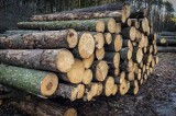 Ceny drewna opałowego 2023. Jest taniej, ale to jeszcze nie powrót do normy. Ile zapłacisz za sosnę, brzozę i dąb?