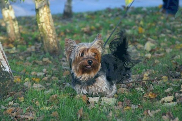 We wtorek na prowadzeniu w kategorii PSY w powiecie opatowskim była Bella. Bella jest ulubienicą podwórka. Kocha wszystkich sąsiadów, chętnie się z nimi wita i czeka na czułości z ich strony. Nigdy się nie zawiodła. Jest radosna i przyjazna. Sprawdź wyniki głosowania w powiecie opatowskim