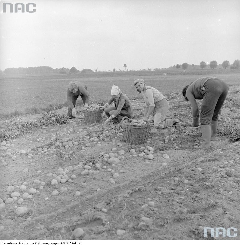 Wykopki ziemniaków w Baboszewie, 1969-82