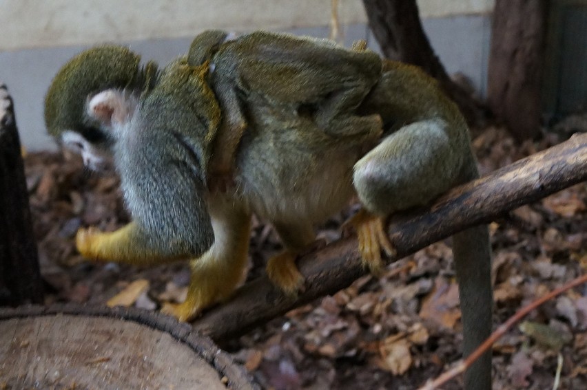 We wrocławskim zoo urodziła się mała małpka - sajmiri (ZDJĘCIA)