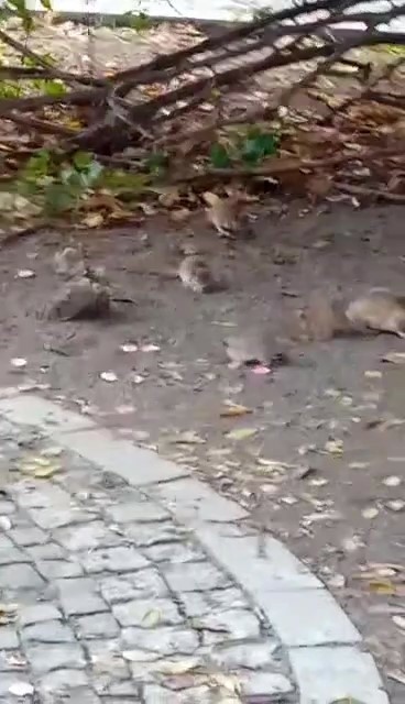 Stado szczurów było widziane przy ul. Jedności Narodowej.