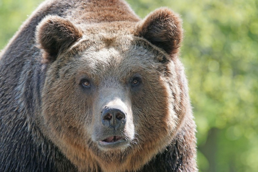 Bałażówka. Niedźwiedź brunatny był widziany blisko domów. Mieszkańcy podlimanowskiej wsi w szoku