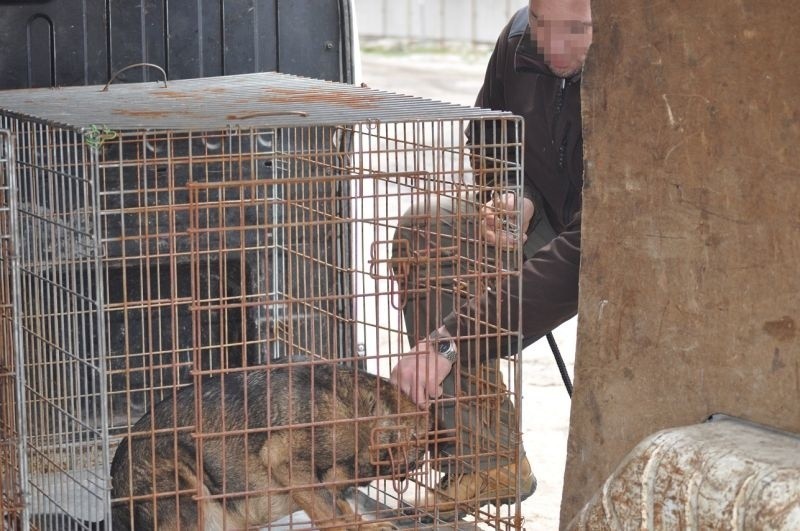 Areszt Śledczy. Dogoterapia łagodzi życie osadzonych (zdjęcia)