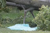 Szczawno-Zdrój: Tragiczny wypadek. Drzewo spadło na dzieci. Czterolatka nie żyje
