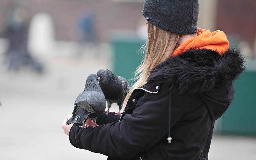 Dzisiaj Światowy Dzień Gołębia. Zobacz krakowskich "milusińskich"